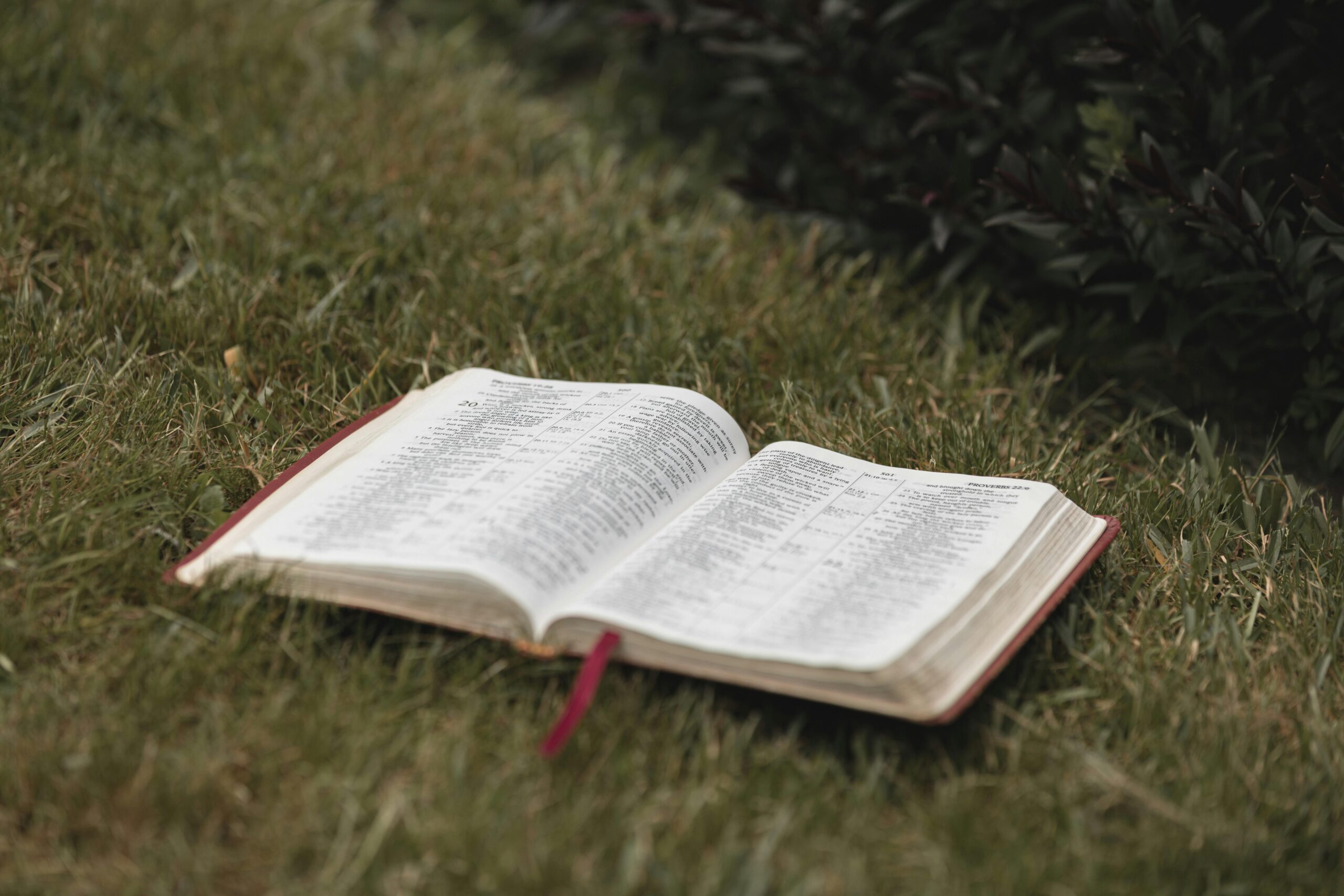 An open Bible rests on a lush grassy field in Hamilton, New Zealand, creating a serene and spiritual ambiance.